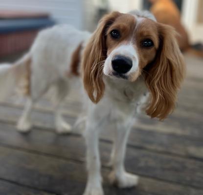 Rockmill Mobile Veterinary Services