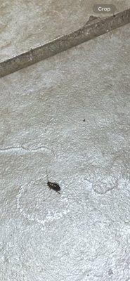 Red Roof Inn & Suites Macon