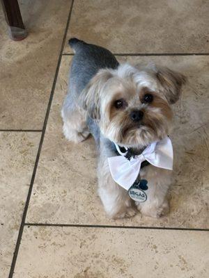 Central Coast Dog Grooming