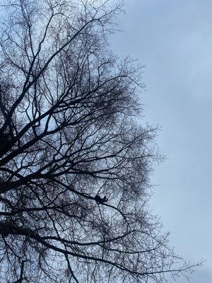 Mon Ami Arborist Services