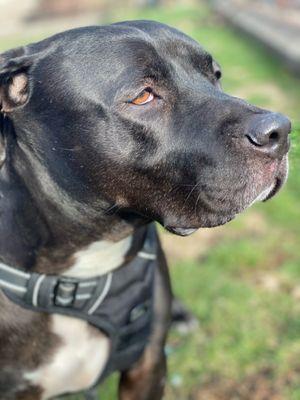 York Veterinary Center