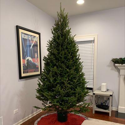 Beautiful tree from L&M!