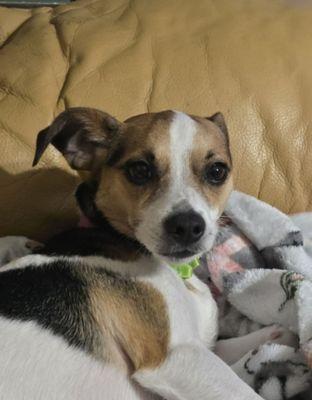 Hot Dog Grooming & Spa