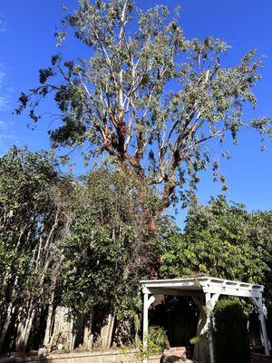 Roldolfo's Tree Services