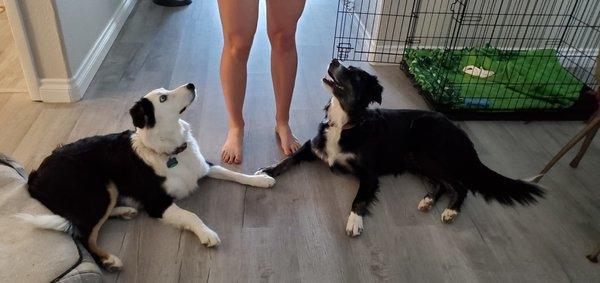 Gold Paw Dog Training