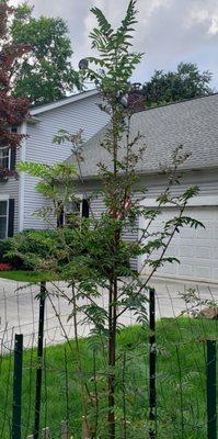 15 month old European Mountain Ash (Rowan tree) purchased from The Tree Store
