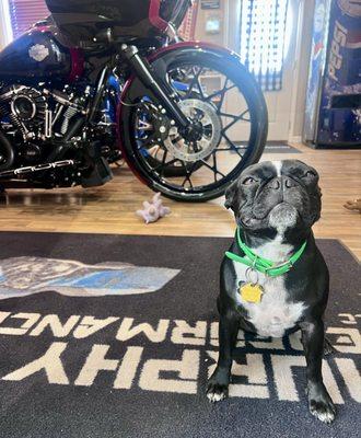 Murphy's Performance