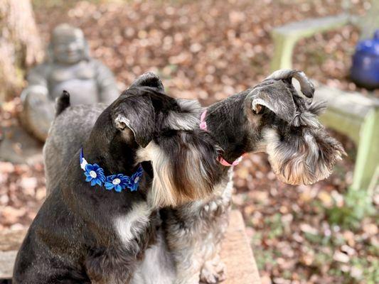 Wash & Wag of Culpeper