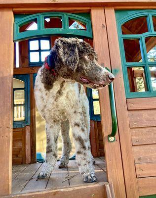 Crystal Canine Training