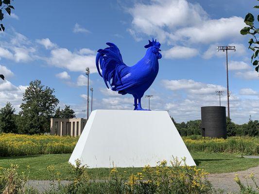 Blue Rooster