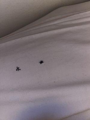 There was more of this black stuff