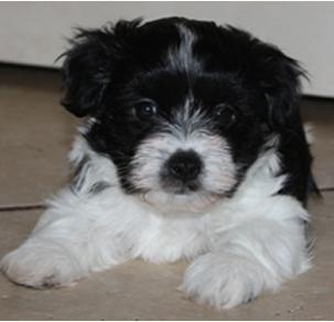 Havtoluvme Havanese