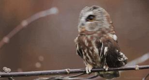 Hootie!