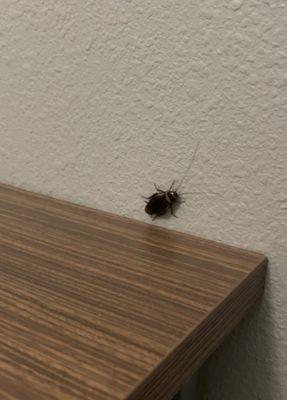 IQ Luxury Apartments