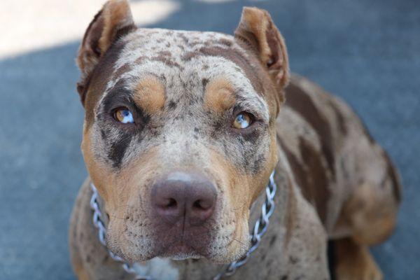 Avocado Animal Hospital of Fallbrook