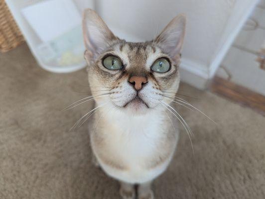 Animal Eye Specialists