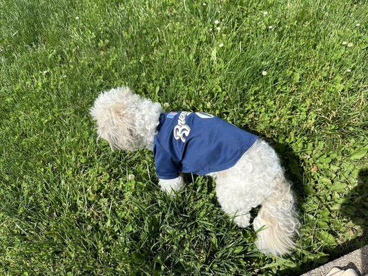 Paws at Peace Pet Cremation