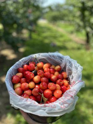 Schartner's Farm Market