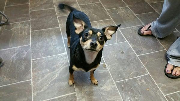 Canine Country Club and Grooming