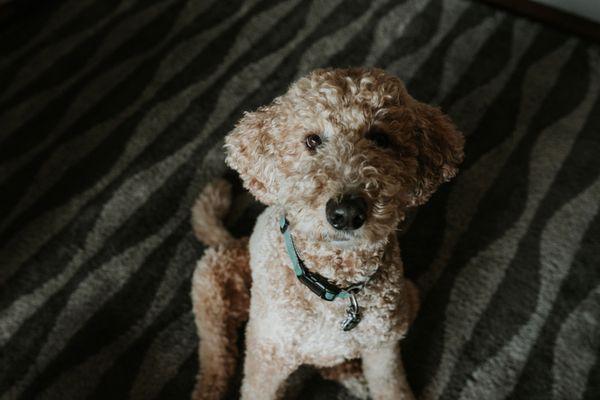 Rhonda Stanner Independent Pet Stylist