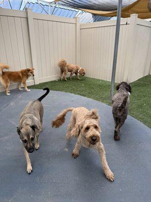 Bayshore Pet Resort