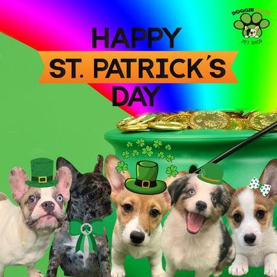 Meet our current and past fur-pals! Call (945) 400-7286 for available puppies.