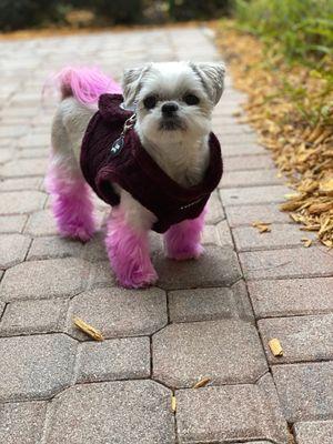 Puppy Love Luxury Grooming Services