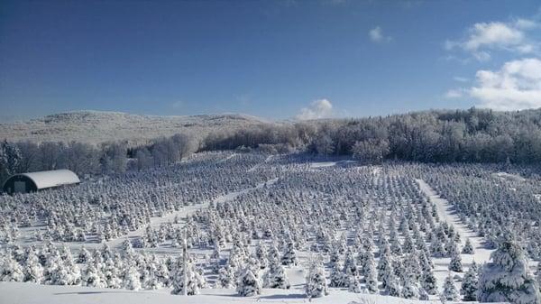 Salomaa Landscape & Tree Plantation