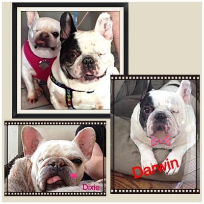 The reason we do it -- Dixie (rescued Dec 2012) & Darwin (rescued March 2014).