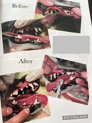 Urgent Veterinary Surgical Suites