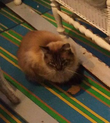 Frankies Friends Cat Rescue