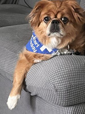 Shiloh Veterinary Hospital