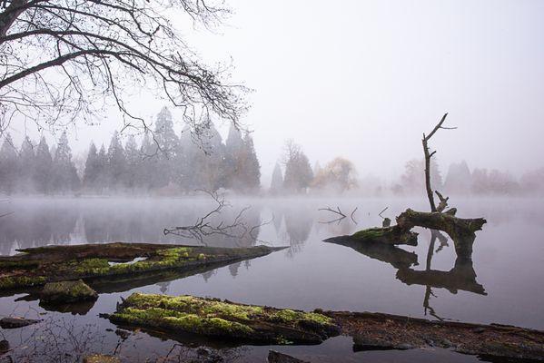 Crystal Springs Rhododendron Garden