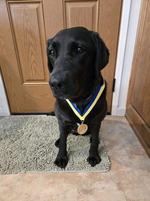 My girl Amica passed the AKC Canine Good Citizen test!