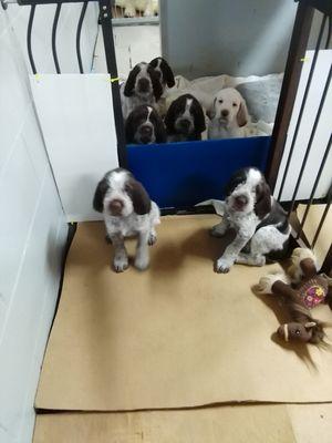 Michigan Spinone- Spinone Italiano puppies