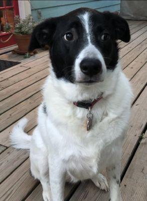 'Did you say we're going to the kennel?!'