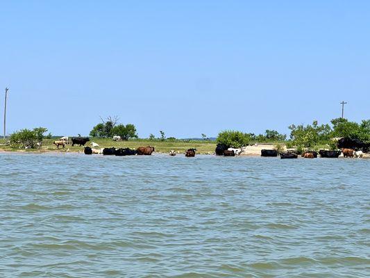 Texoma Jet Ski Rental