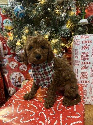 Johnson's Labradoodles Ltd