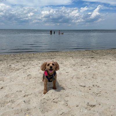 Beach Haven Dog Beach