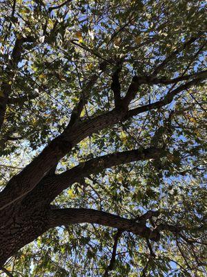 Kevin Neiman's Horticultural Services