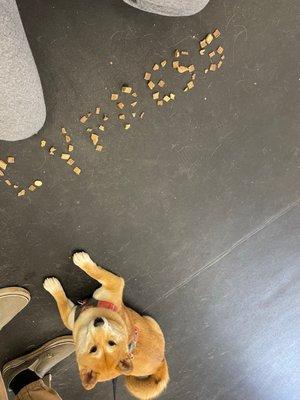 Puppy Training Level 2!! Learning: Stay