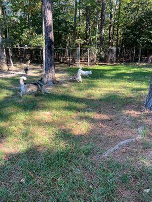 The Woods A Luxury Canine Resort and Spa