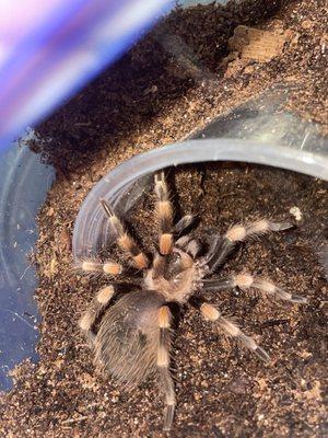 Brachypelma.smithi (Mexican giant red knee)