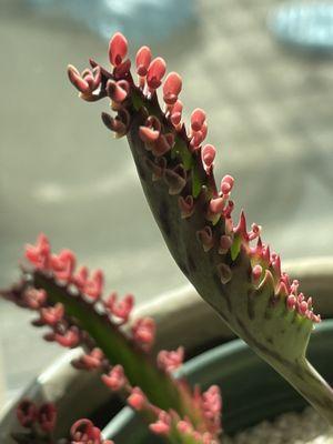 Close up of the pups!!