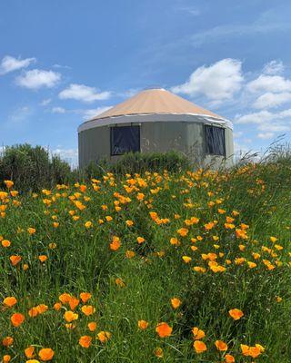 Yurt, Tipi, and Tent Manufacturer