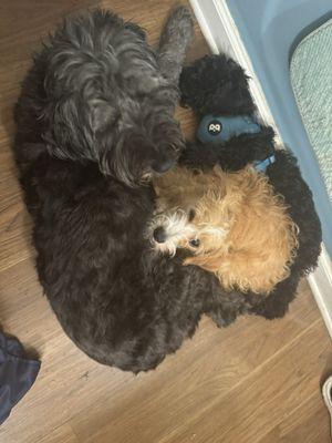 Frankfort Animal Clinic