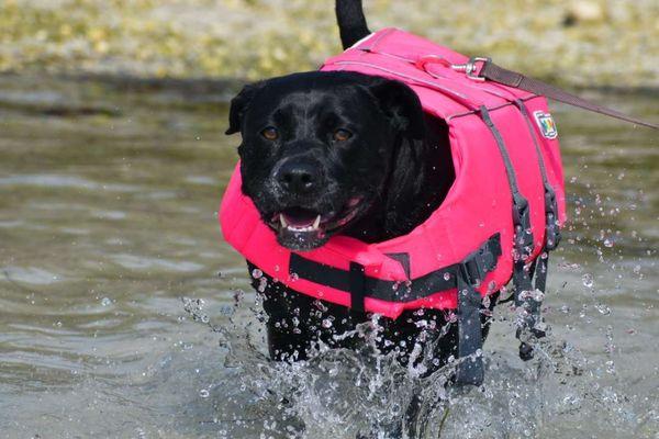 Dylan's Purrfectly Watched Pets