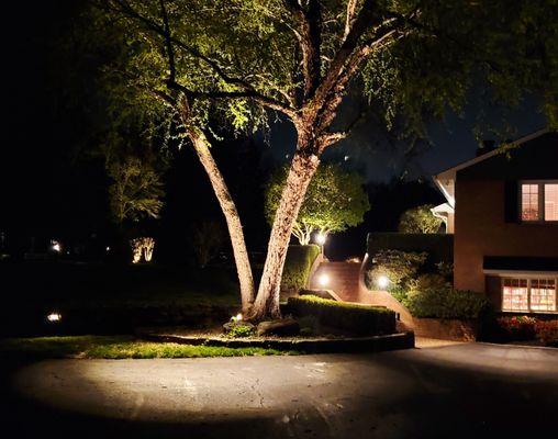 Downlighting and up lighting on a large birch tree
