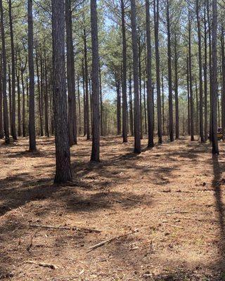 Clear Path Land Management