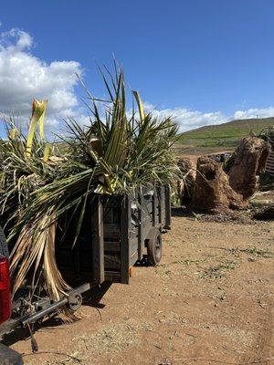 Maui Landscaping & Company